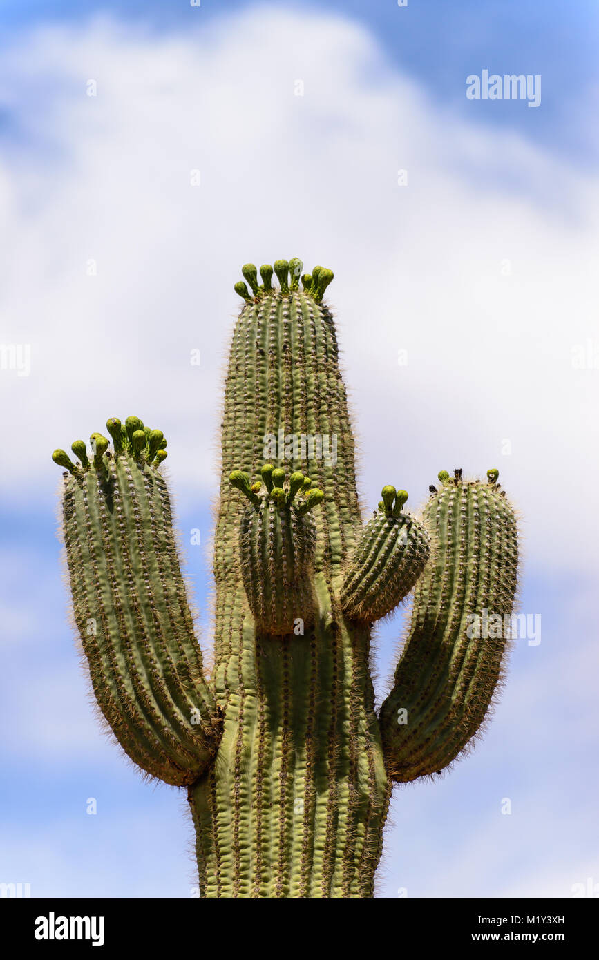 Diese angehende Saguaro Kaktus ist auffallend abainst Die weichen Wolken und blauer Himmel. Stockfoto