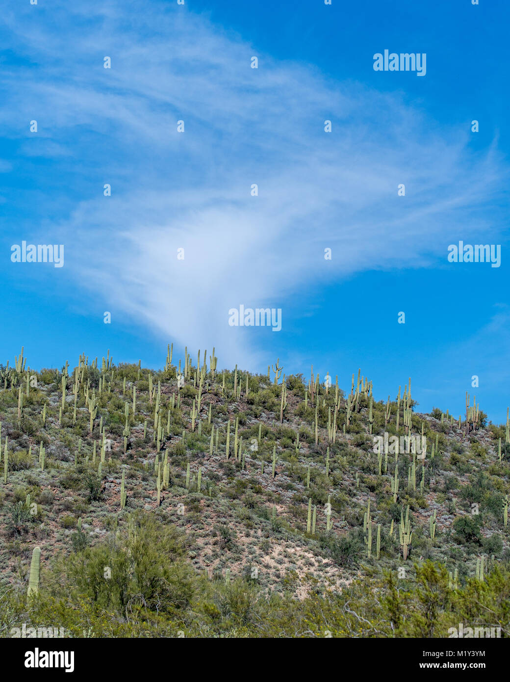 Saguaro Kaktus die Hügel, wie Sie laufen bis hin zu den Wolken. Stockfoto