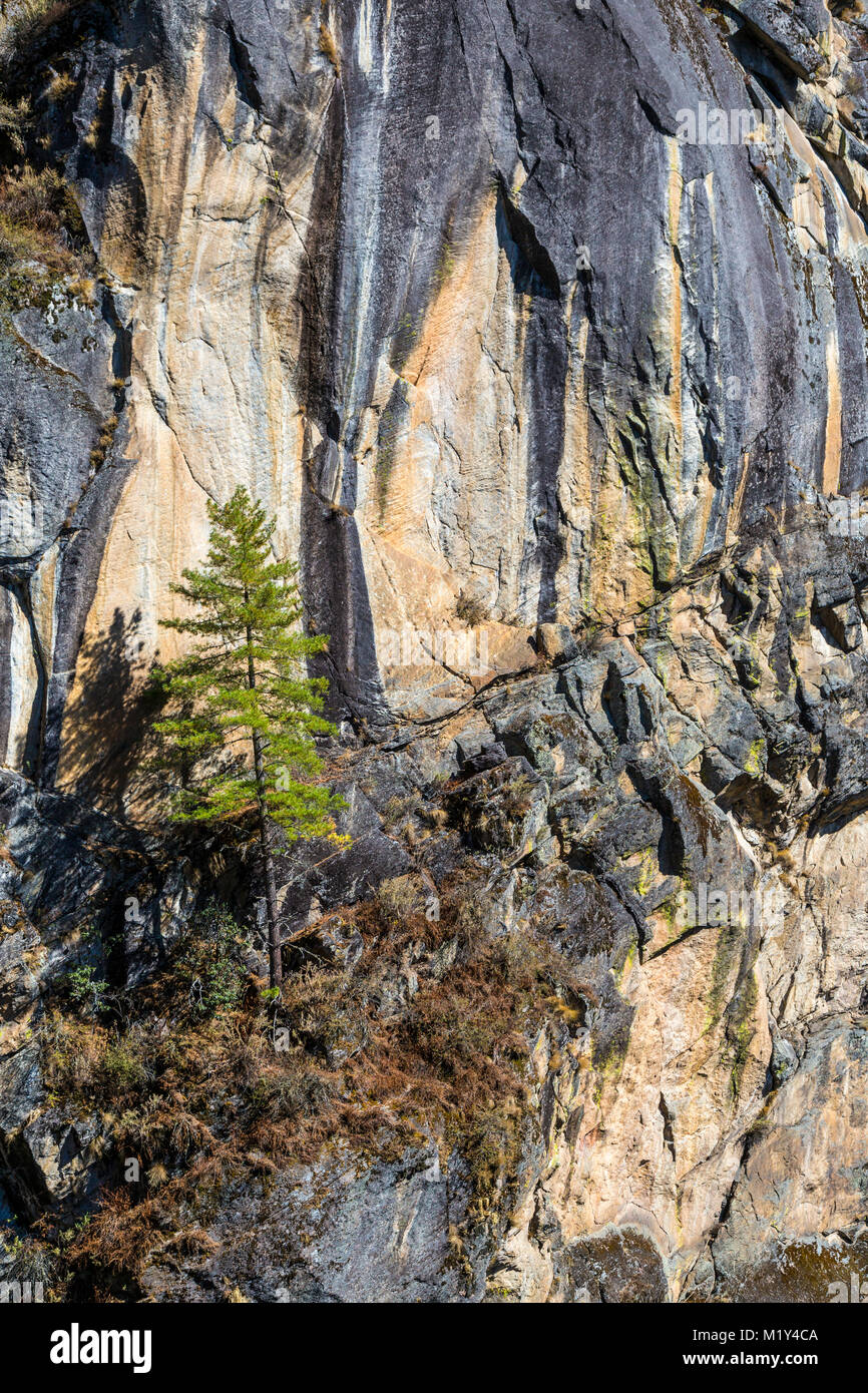 Paro, Bhutan. Prekäre Existenz. Baum wächst an Outcropping der Felswand, in der Nähe des Tiger Nest Kloster. Stockfoto
