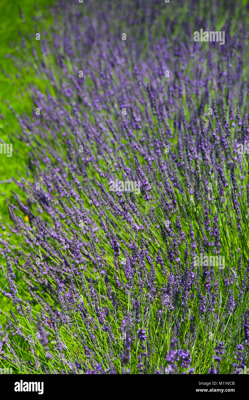 Lavendel im wind Stockfoto