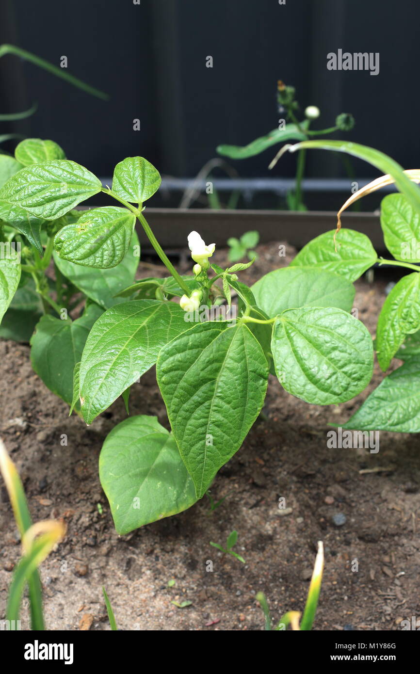 Grüne Bohne Sämlinge wachsen auf einen Garten Patch Stockfoto