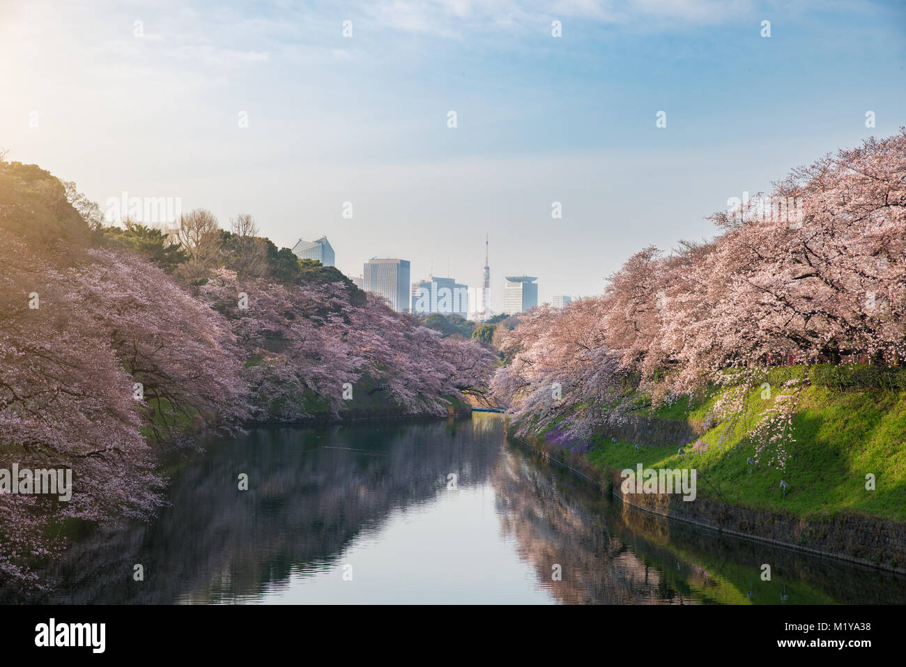 Blick auf massive Kirsche blüht in Tokio, Japan als Hintergrund. Photoed in Chidorigafuchi, Tokio, Japan. Stockfoto