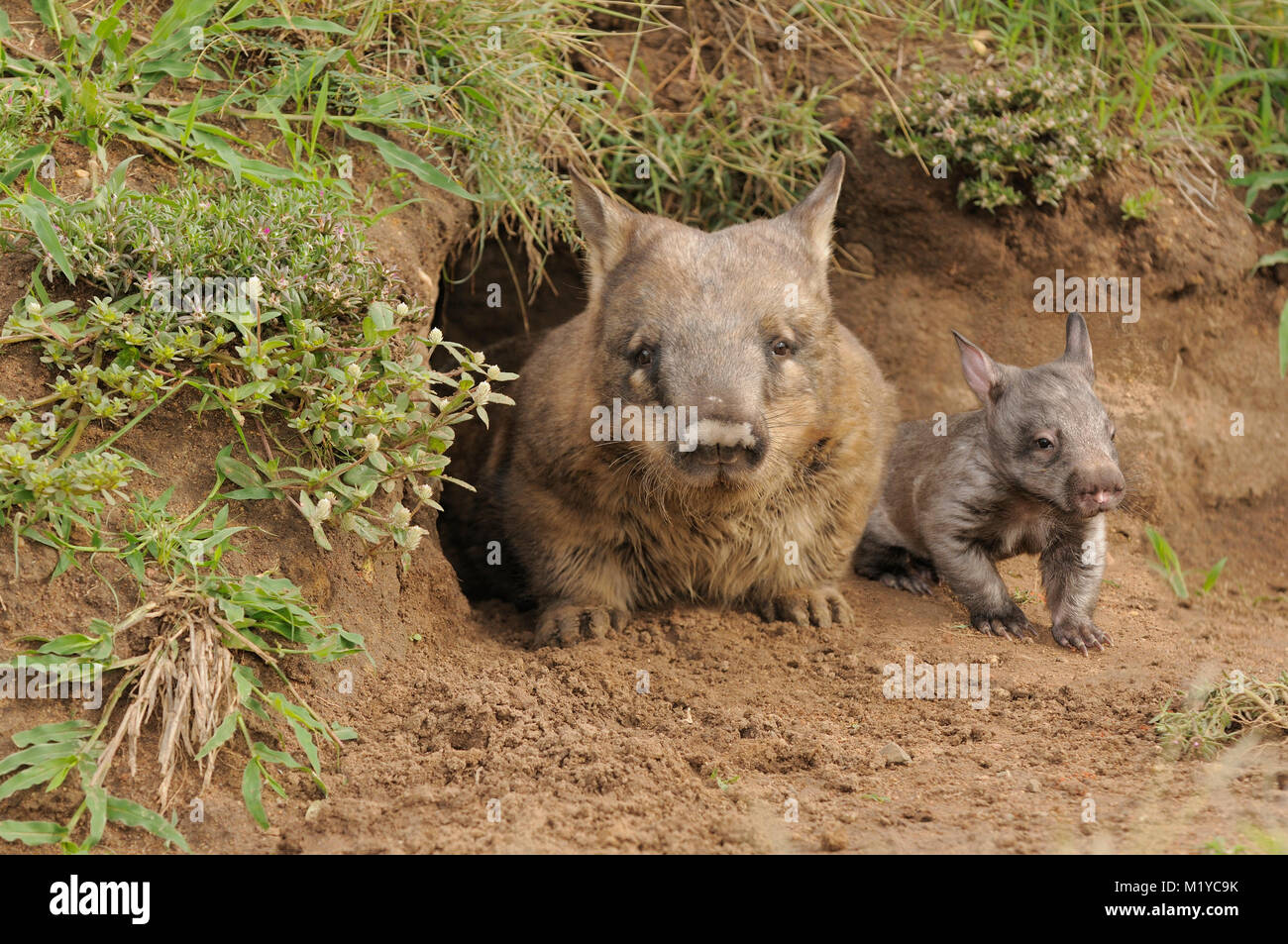 Südliche Behaarte-gerochene Wombat Lasiorhinus latifrons Erwachsene und junge am Fuchsbau Eingang Captive fotografiert in Queensland, Australien Stockfoto