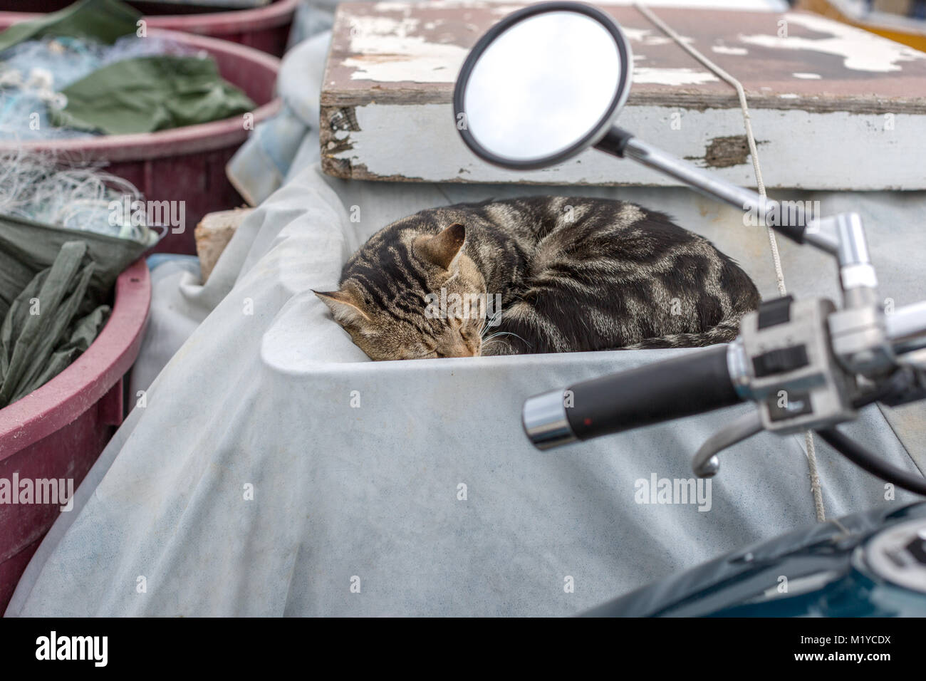 Schöne gestreifte Katze schlafen in einer Plane bedeckt altes Fischerboot. Kroatien, Rovinj Stockfoto