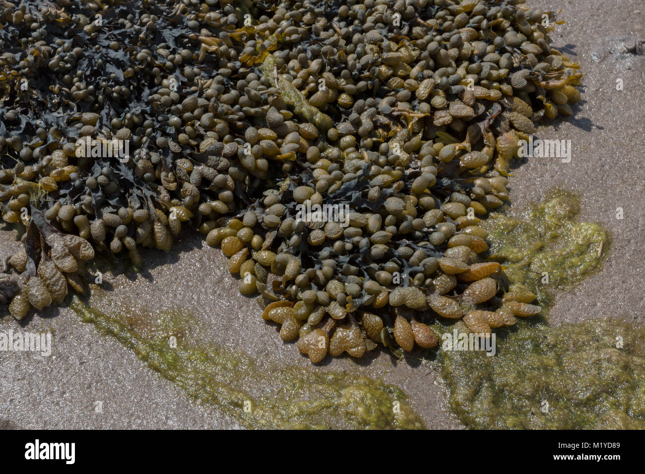 Algen auf dem Meeresboden als die Ebbe geht durch den Lindisfarne Causeway Stockfoto