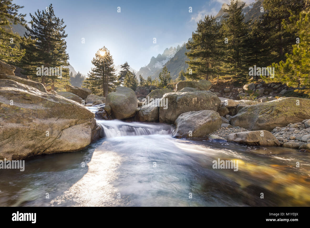 Heller Sonnenschein Filterung durch einer Kiefer und blauer Himmel über dem kristallklaren Wasser Kaskadierung über Geröll durch den Wald in der Nähe von Restonica Stockfoto