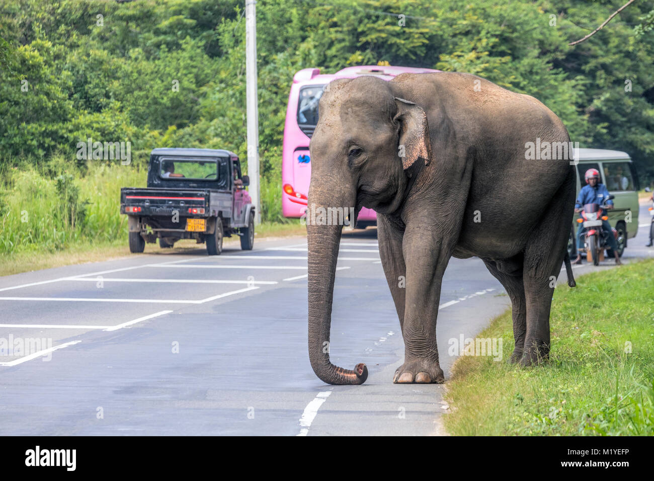 Eine wilde Elefanten auf den Straßen von Polonnaruwa, North Central Province, Sri Lanka, Asien Stockfoto