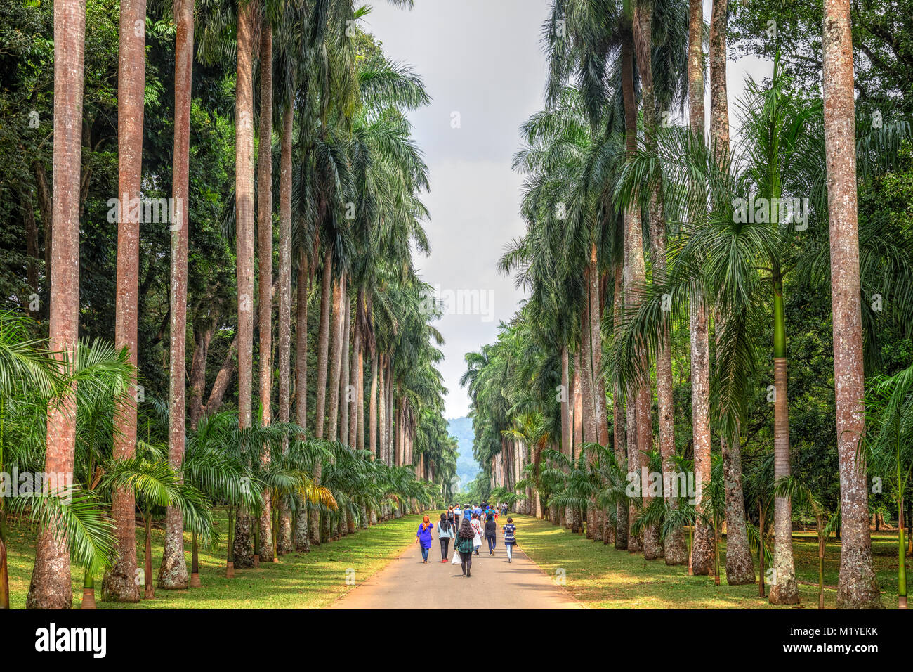 Royal Botanical Gardens, Peradeniya, Kandy, zentrale Provinz, Sri Lanka, Asien Stockfoto