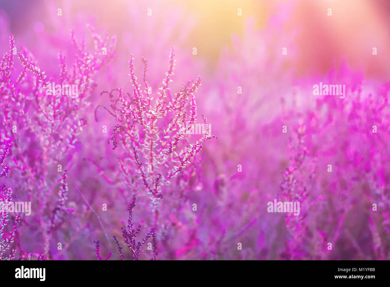 Fiel Wiese mit schönen Blumen in trendigen UV-und Pastellfarben. Goldenes Sonnenlicht Flare Balken. Leicht defokussierten Bild für Tapeten Backgr Stockfoto