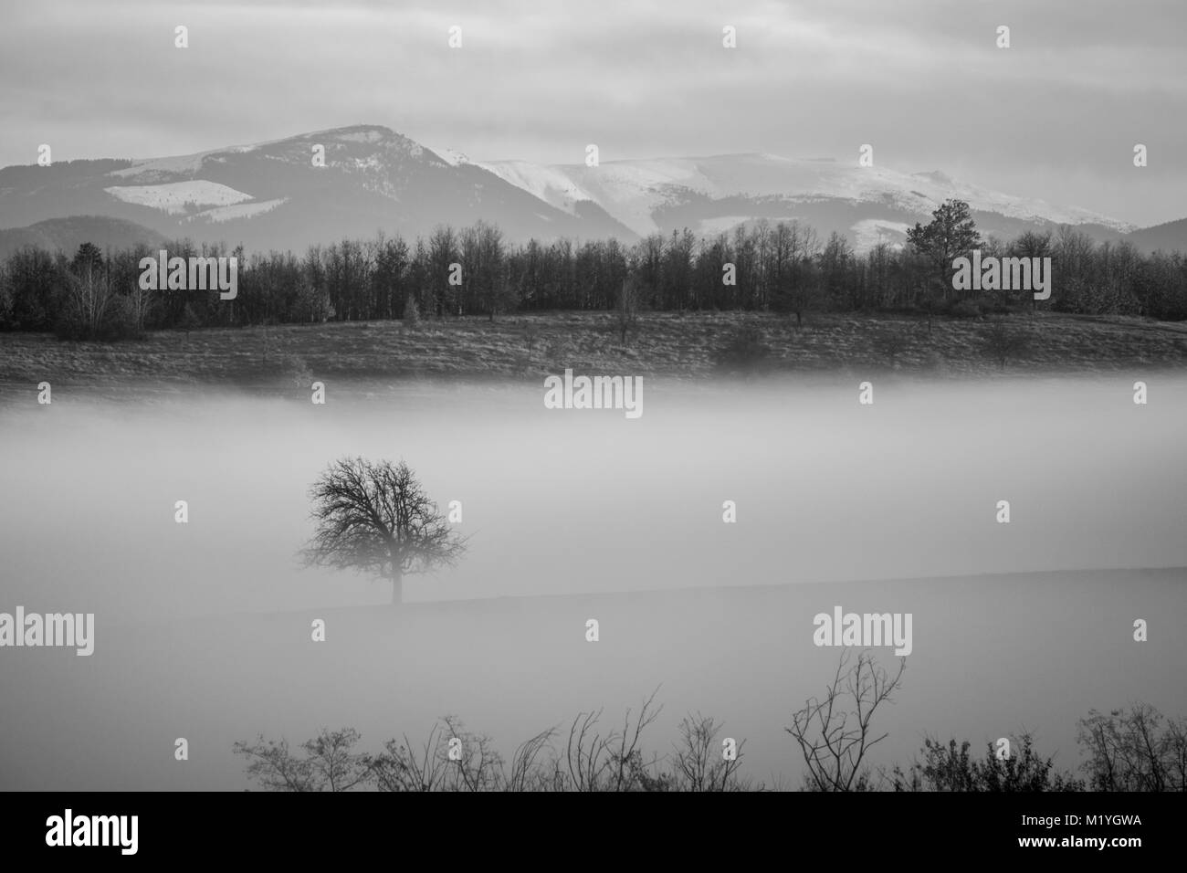 Schwarze und weiße Schuß von Baum versenkt durch dichten Nebel Stockfoto