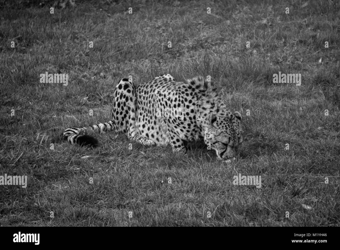 Schwarze und weiße Schuß von cheetah Fütterung im Zoo Stockfoto