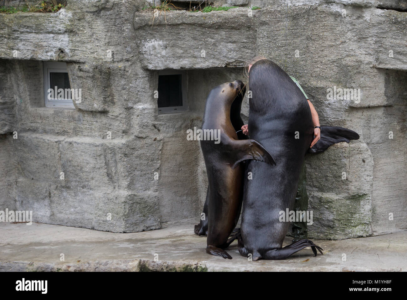 Gruppe von Southern Sea Lions um den Zoo Keeper, um einige Fische zu erhalten Stockfoto