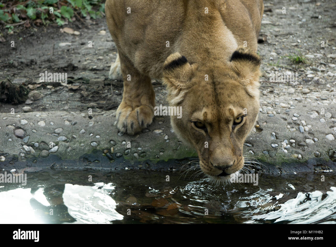 Löwin mir die Killer blick während Trinkwasser Stockfoto