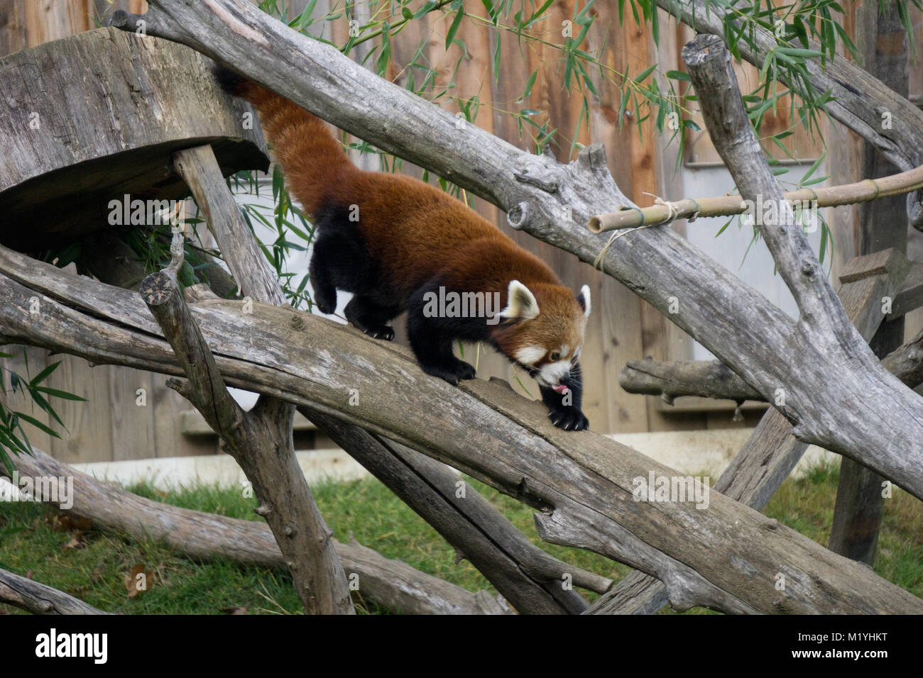 Red panda heraus seine Zunge, wie er hinunter klettert einen toten Baumstamm im Zoo Stockfoto