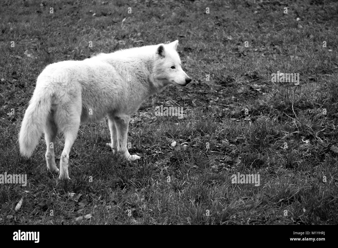 Schwarz und Weiß von polar wolf neugierig in die Ferne suchen Stockfoto