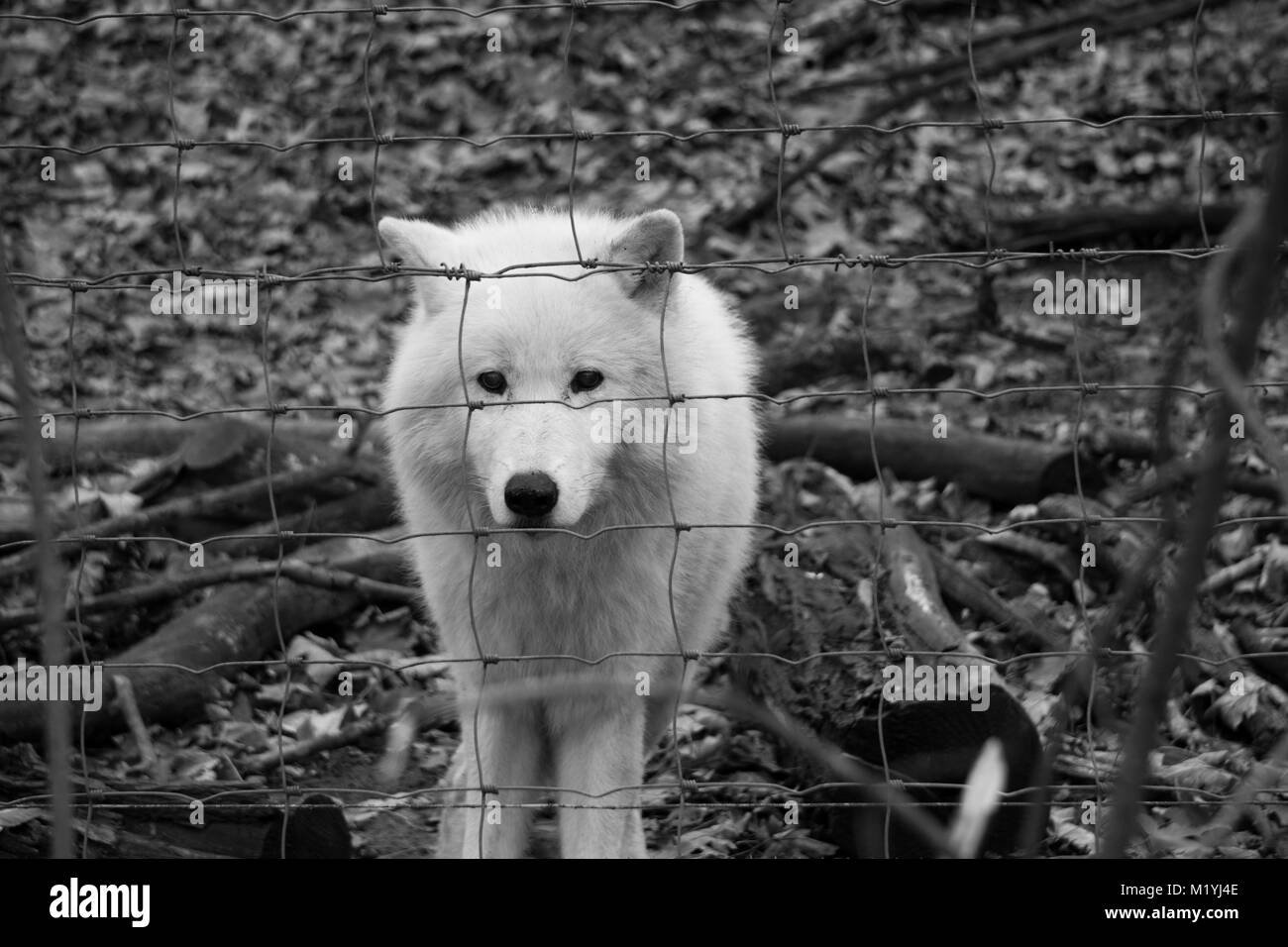 Polar Wolf in die Kamera schaut durch die Drähte der Gehäuse (schwarz und weiß) Stockfoto