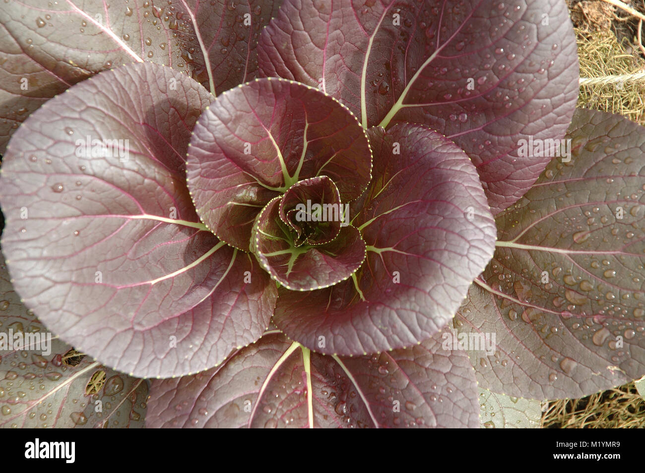 Pak Choi, Rosette aus Lila Blätter, Sheffield, England Stockfoto