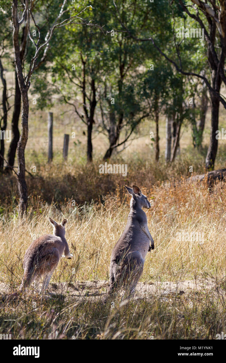 Zwei Kängurus (Macropus rufus) mit der schwarzen und weißen Markierungen auf ihren Gesichtern - die Marke der rote Känguru. Beide stehen auf einem Pfad in der Stockfoto