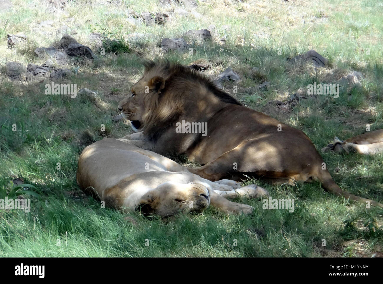 Lion festhalten am Krüger Nationalpark Südafrika Stockfoto