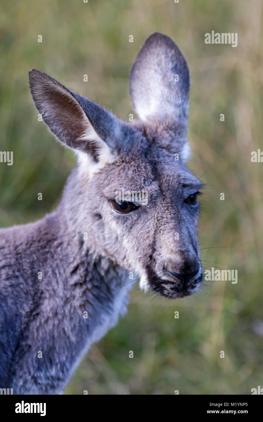 Ein Känguru mit den schwarzen und weißen Markierungen auf seinem Gesicht - die Marke der rote Känguru (Macropus rufus). Der obere Abschnitt des Kangaroo Körper i Stockfoto