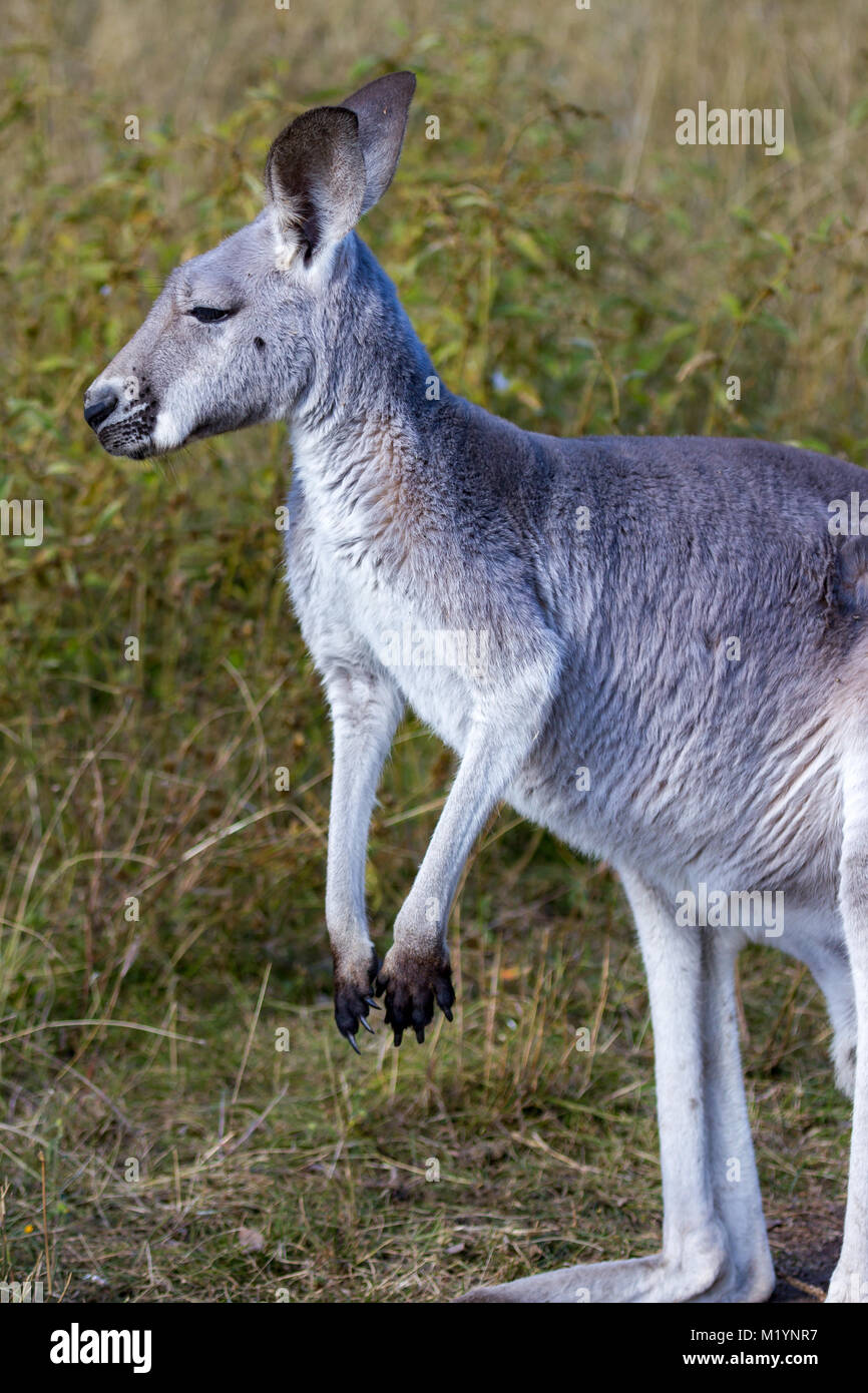 Ein Känguru mit den schwarzen und weißen Markierungen auf seinem Gesicht - die Marke der rote Känguru (Macropus rufus). Es steht in einer kleinen Lichtung mit Stockfoto
