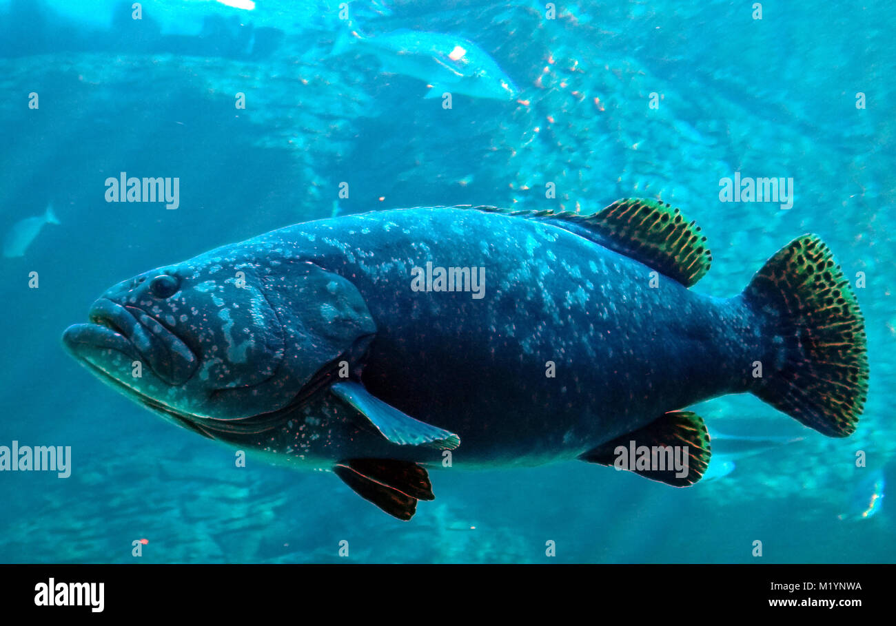 Angebot fisch Unterwasser bei Kapstadt Südafrika Stockfoto