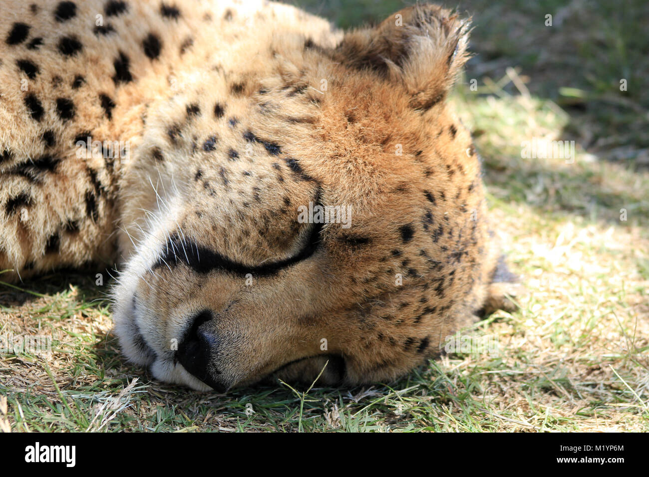 Cheetah Verhaftung am Krüger Park, Südafrika Stockfoto