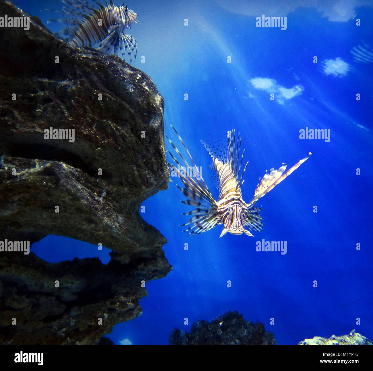 Löwe Fische unter Wasser Stockfoto