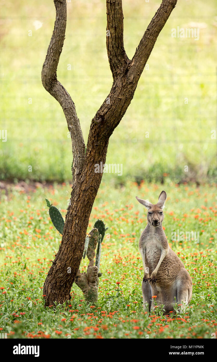 Ein Känguru mit schwarzen und weißen Markierungen auf seinem Gesicht - die Marke der rote Känguru (Macropus rufus). Es ist uns aufrecht und suchen. Stockfoto