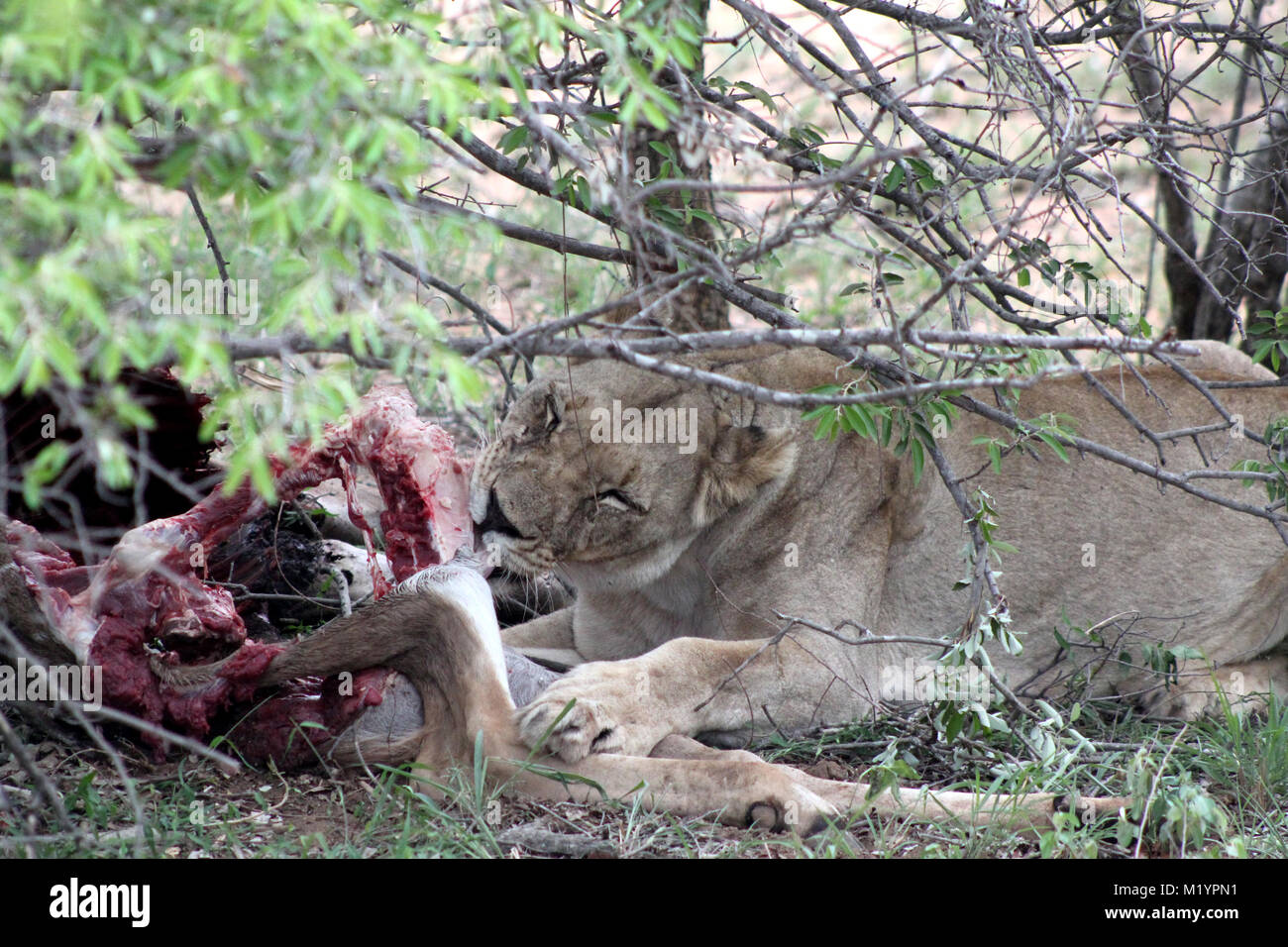 Löwe Löwin stillen im Krüger Nationalpark Südafrika Stockfoto