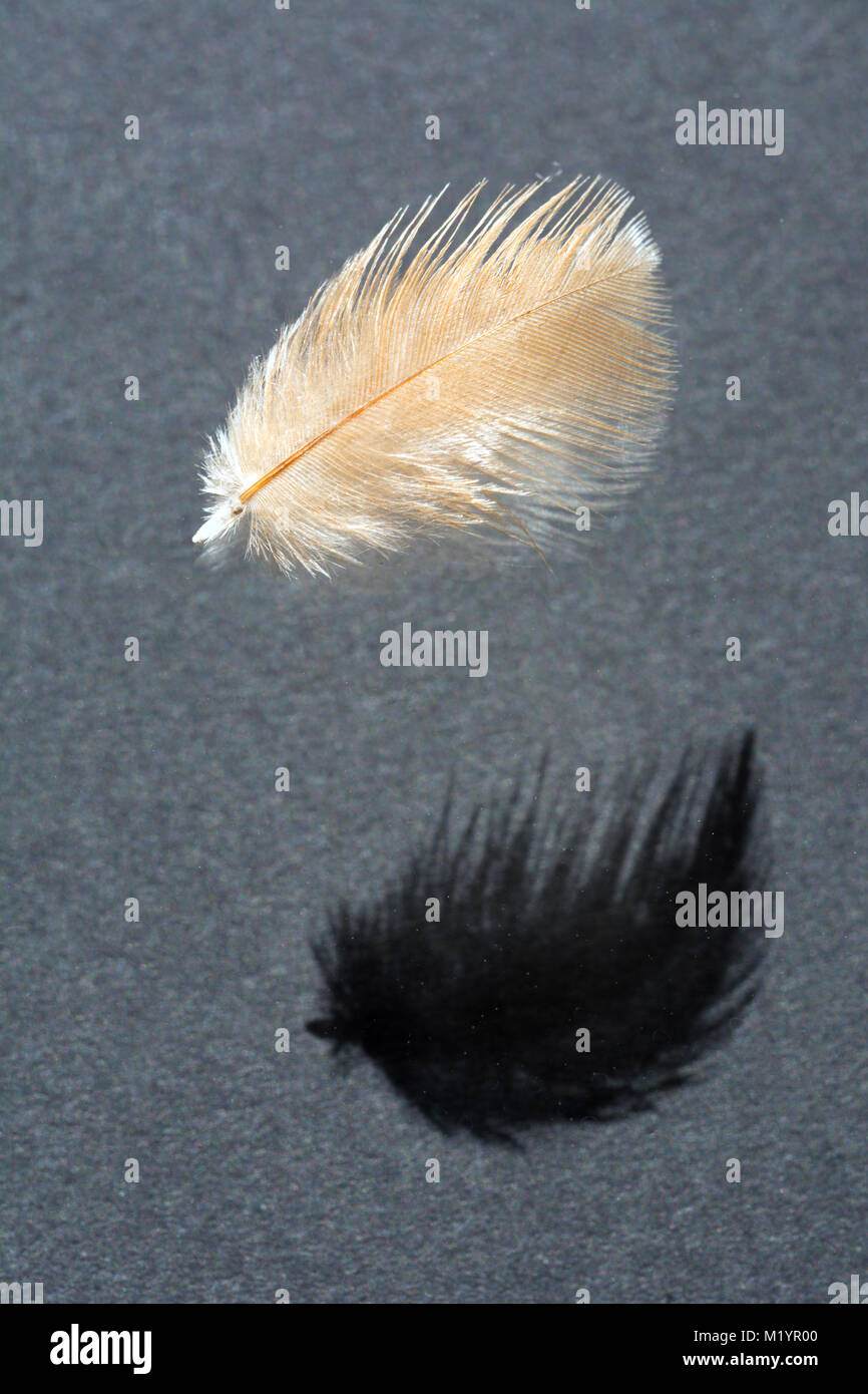 Zarte light brown Feather mit seinen Schatten auf grauem Hintergrund Stockfoto