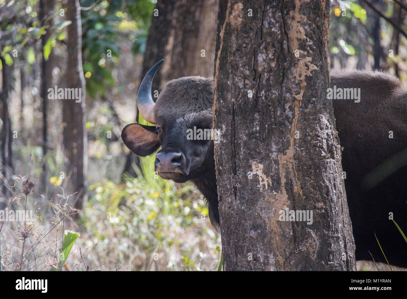 Indische Bisons oder Gaur, Bos Saurus, spähen hinter einem Baum in Bandhavgarh Nationalpark, Madhya Pradesh, Indien Stockfoto