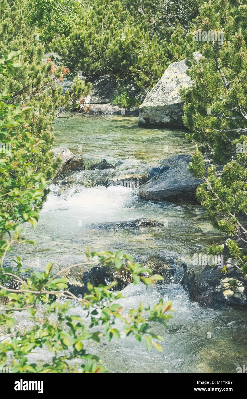 Bach in der Hohen Tatra im Sommer Stockfoto