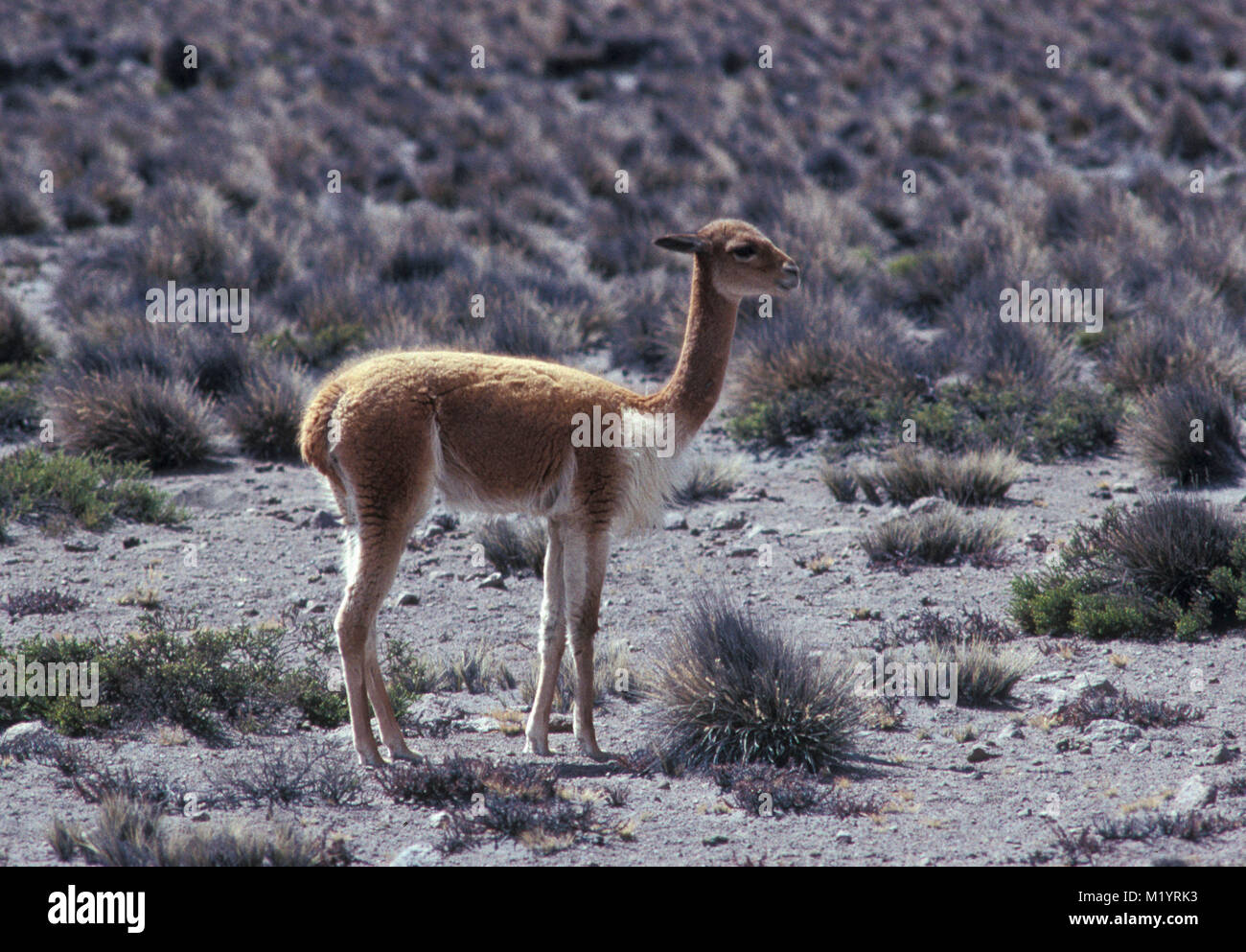 Bolivien. In der Nähe von Uyuni. Anden. Vikunjas. Gehört zur gleichen Familie wie Kamel und Lama. Stockfoto
