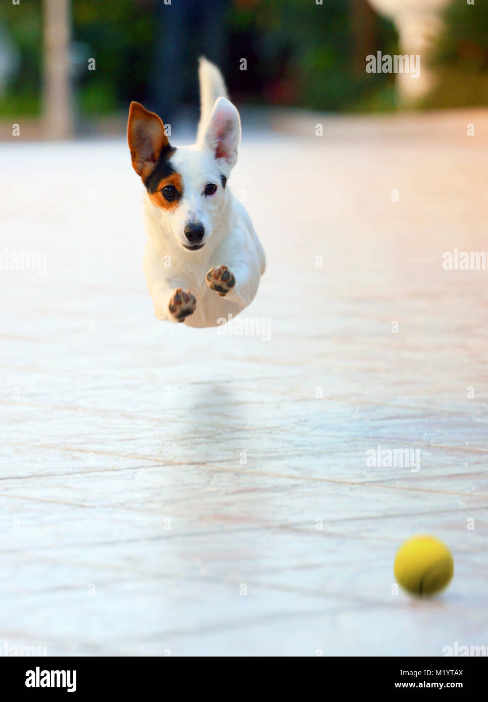 Hund läuft Spaß und glücklich das Spiel mit dem Ball im Freien. Stockfoto