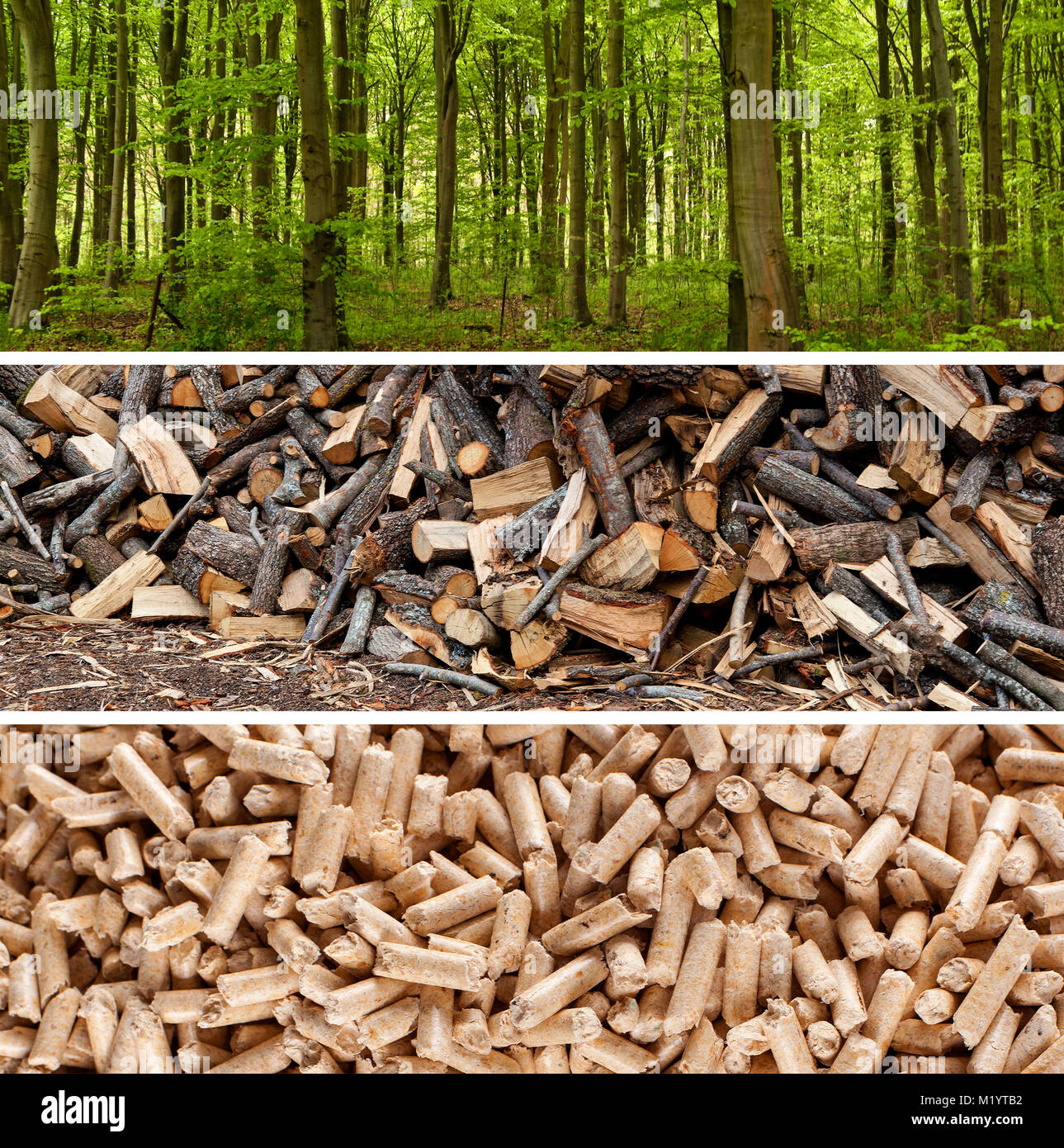 Schritte der Produktion von Holzpellets Stockfoto