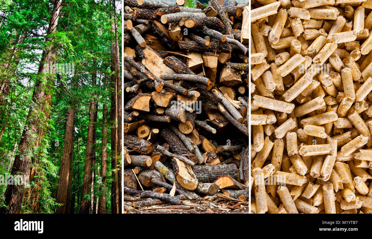 Schritte der Produktion von Holzpellets Stockfoto
