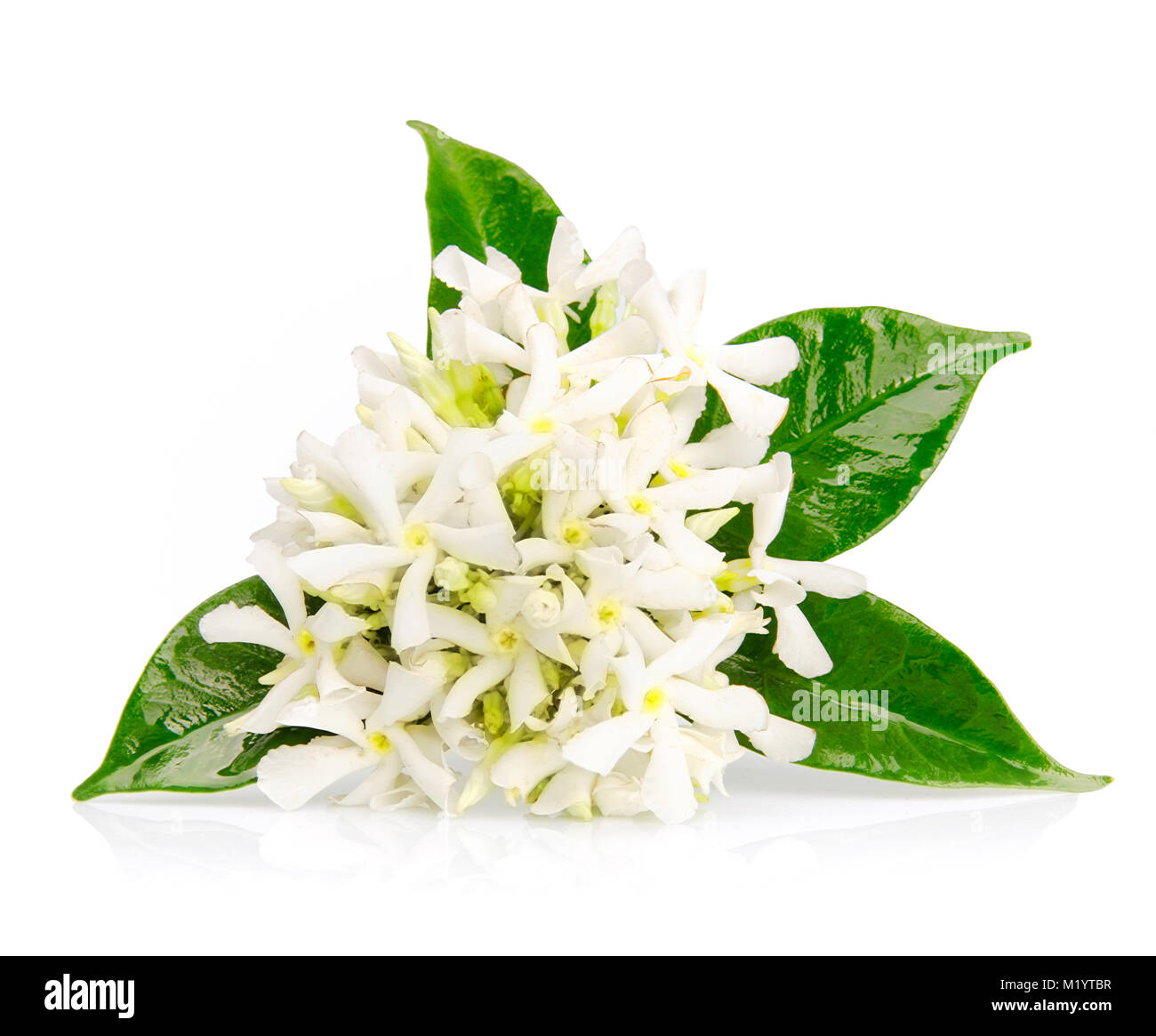 Schöne Jasmin Blüten isoliert auf weißem Hintergrund Stockfoto