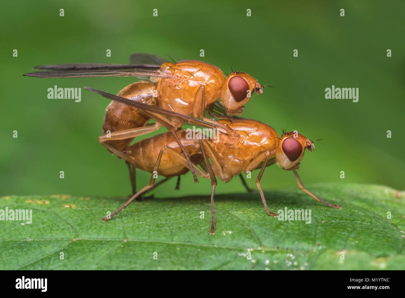 Paarung fliegt in der Familie Dryomyzidae auf einem Blatt. Cahir, Tipperary, Irland. Stockfoto