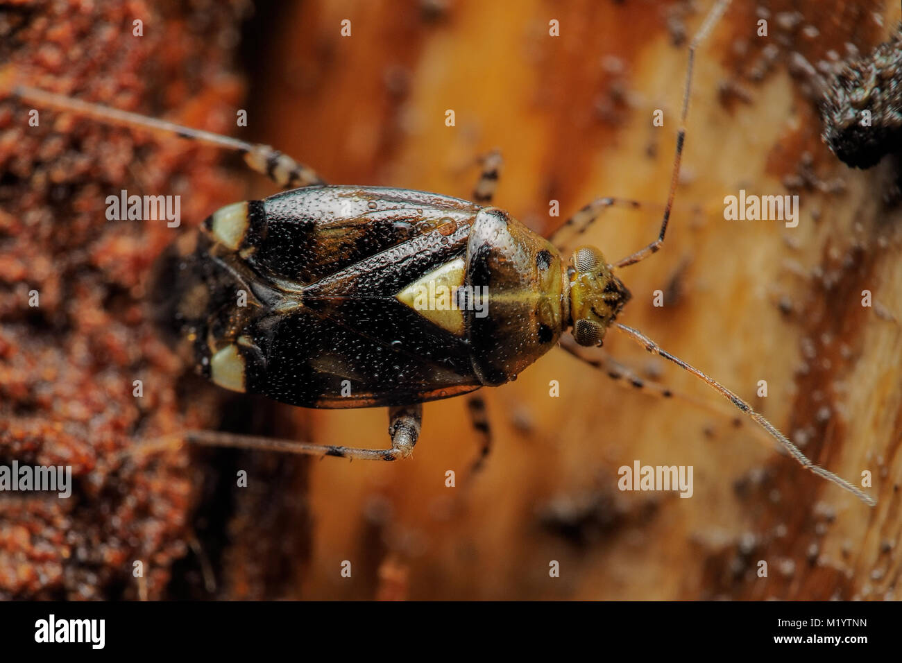 Liocoris tripustulatus Mirid Bug () ruht auf einem fencepost. Cahir, Tipperary, Irland. Stockfoto