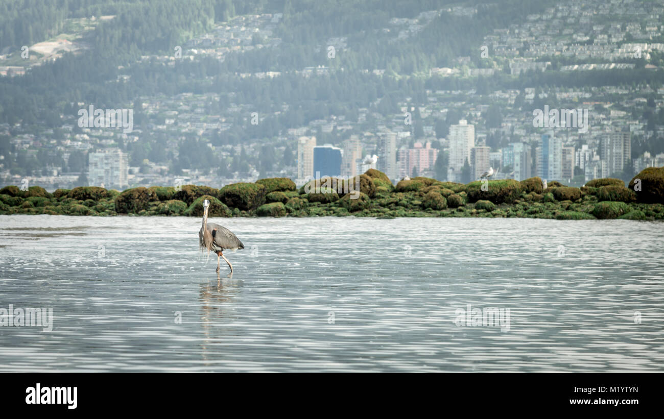 Angeln im Stanley Park Stockfoto