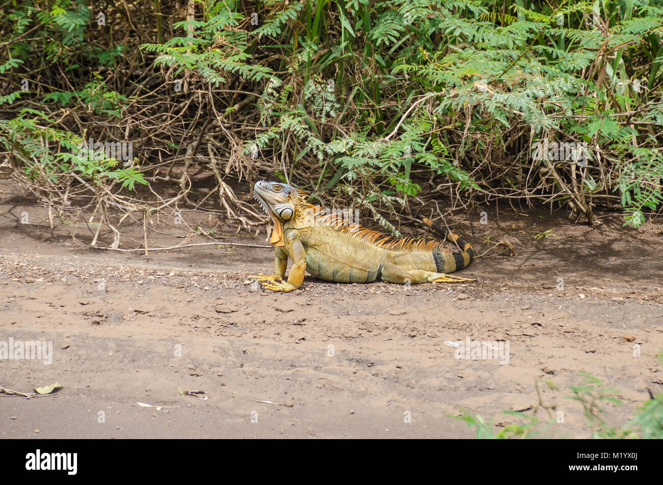 Helle farbige männlicher Grüner Leguan (Iguana iguana) oder die Amerikanische Leguan, bleiben auf dem Boden für mehr Wärme während der kalten, nassen Wetter Stockfoto