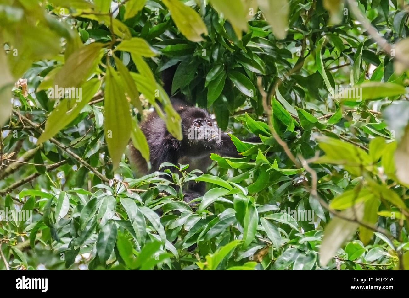 Mantled Brüllaffen (Alouatta palliata), oder Golden-mantled heulen Affen füttern Blätter an einem Baum in Tortuguero National Park, Costa Rica. Stockfoto