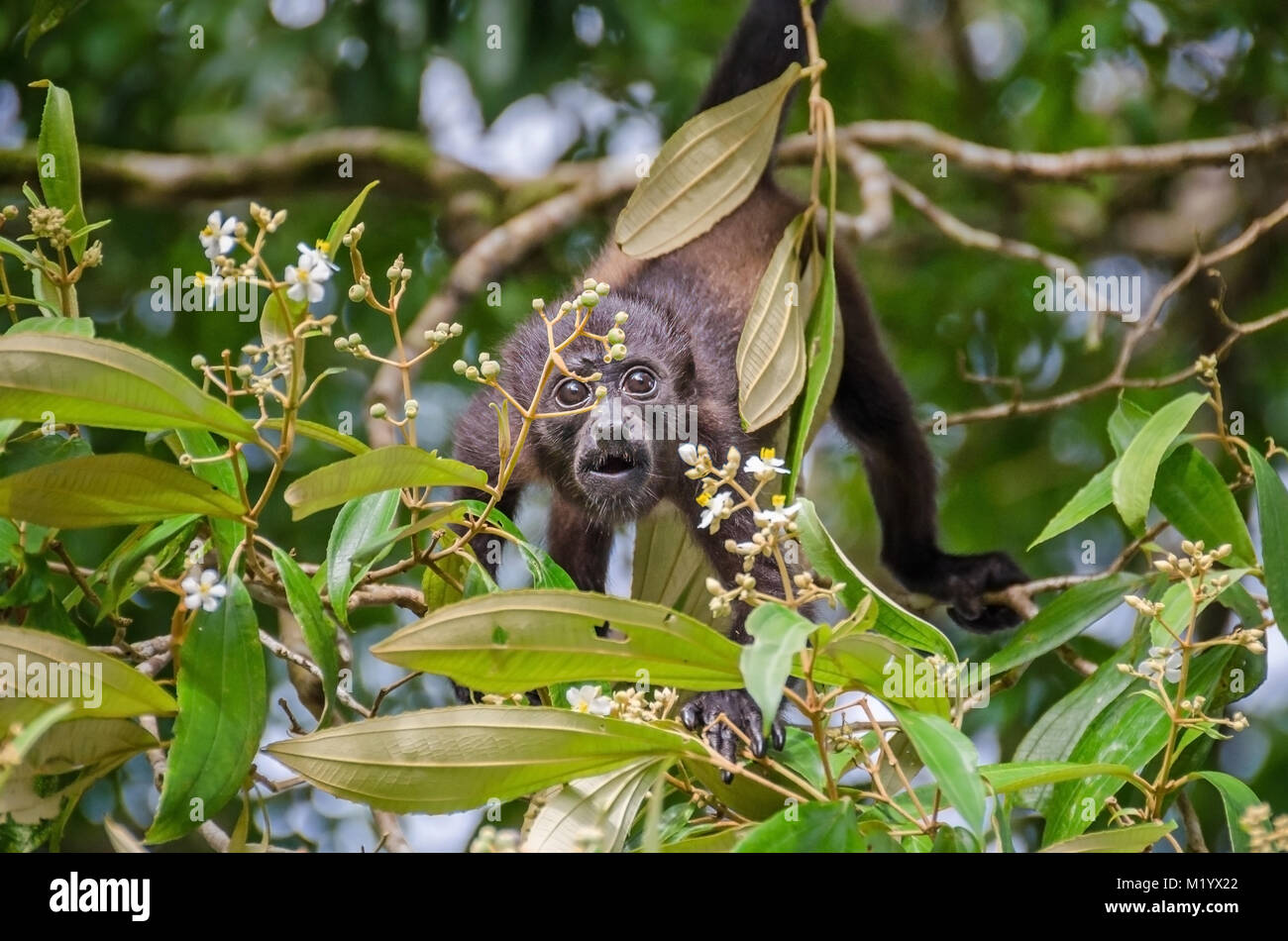 Juvenile Mantled Brüllaffen (Alouatta palliata), oder Golden-mantled Heulen monkey Brückenschlag zwischen Niederlassungen in Tortuguero National Park, Costa Rica. Stockfoto