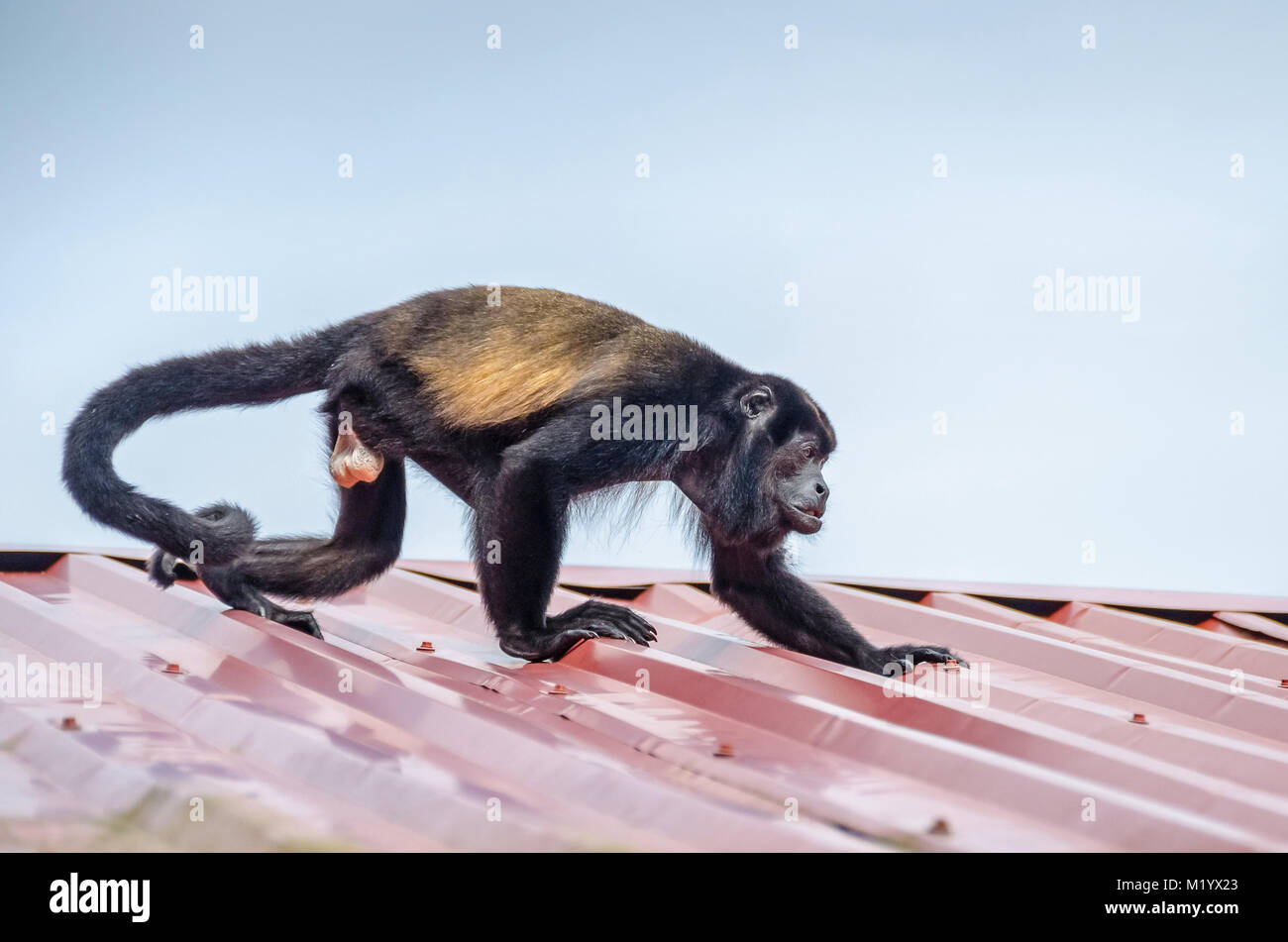 Männliche Mantled Brüllaffen (Alouatta palliata), oder Golden-mantled heulen Affe laufen auf dem Dach der Lodge in Tortuguero National Park, Costa Rica. Stockfoto