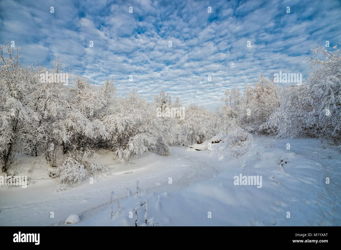 Schönen winter Wald im weißen Schnee Stockfoto