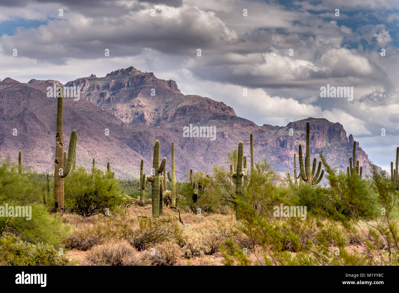 Die schöne Saguaro Kaktus gegen die majestätischen Superstition Mountains Stockfoto