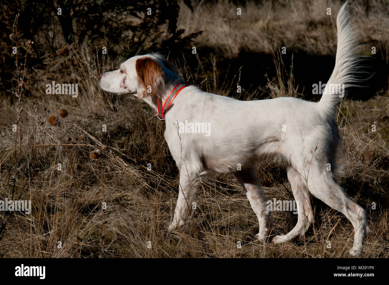 Englisch Setter auf Punkt Stockfoto