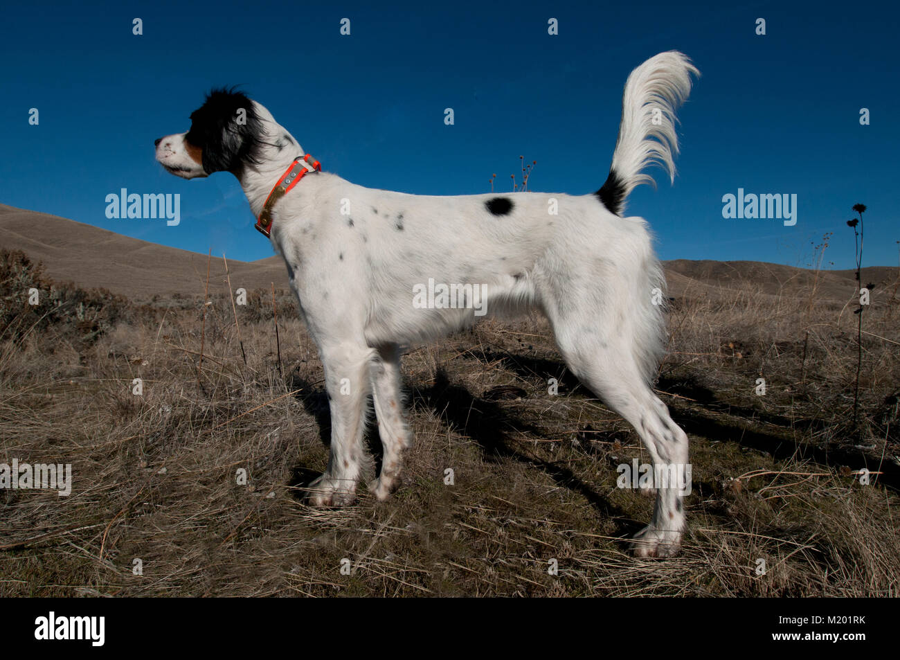 Englisch Setter auf Punkt Stockfoto