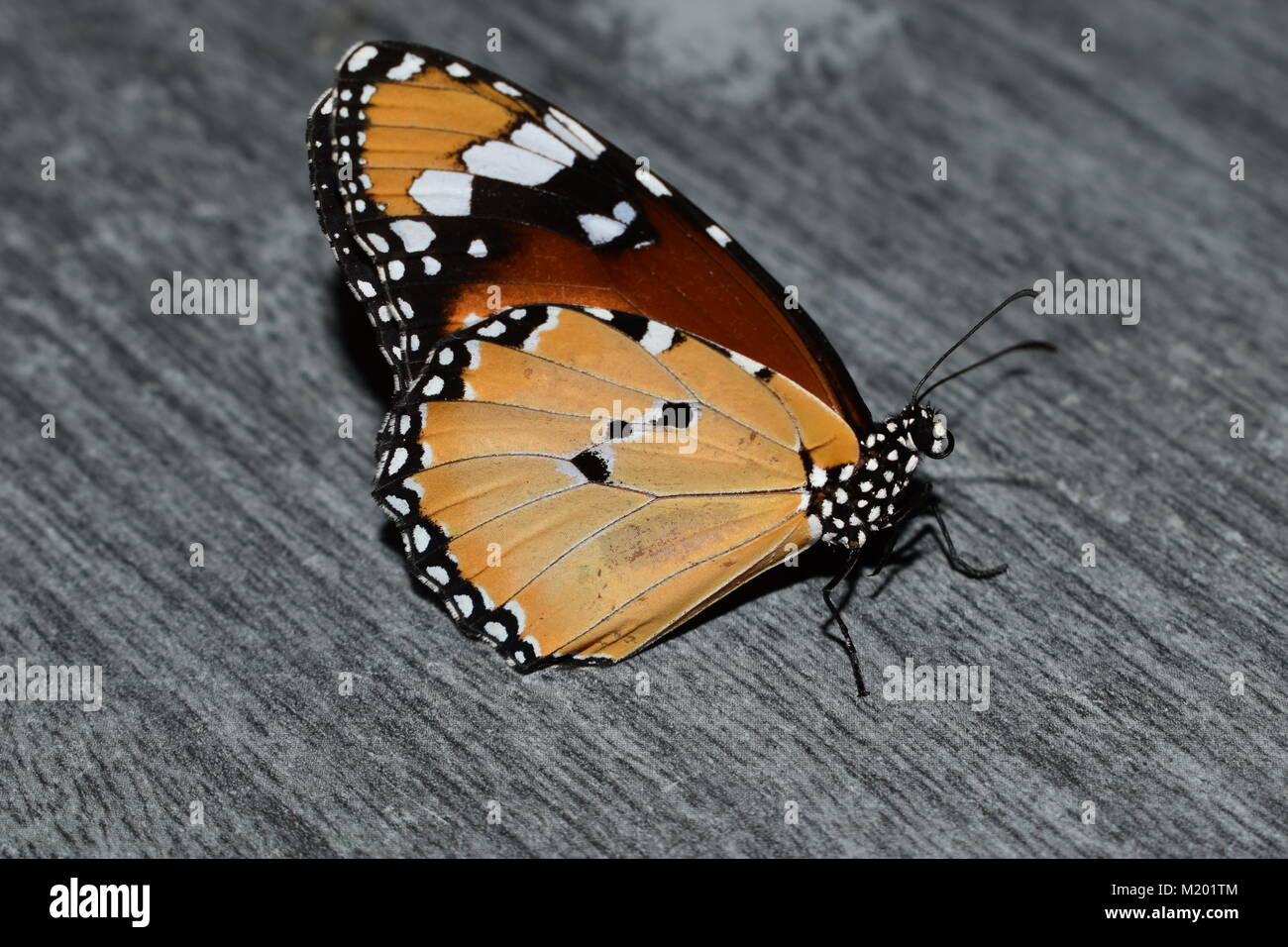 Ein danaus chrysippus Schmetterling auf einem grauen strukturierte Tabelle. Stockfoto